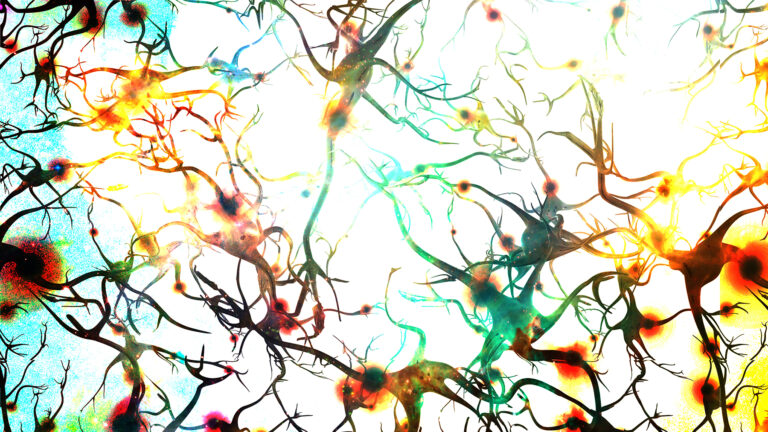 neurons