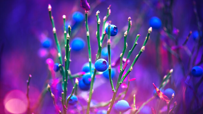 close-up of a wild blueberry bush