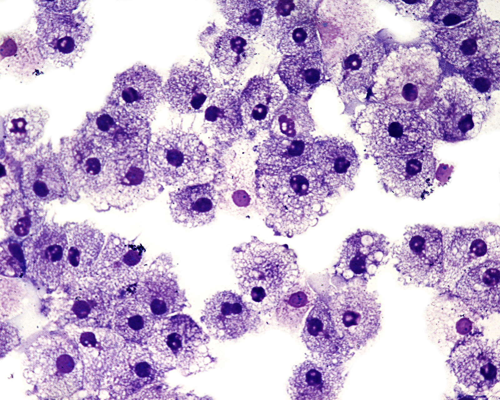 Immune Health, Nutrition