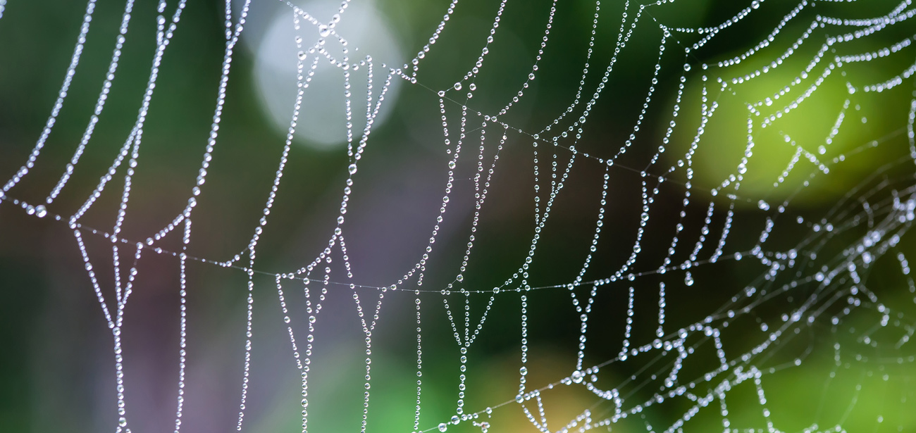 Functional Nutrition Tip – The web of interconnections | by functional nutritionist Andrea Nakayama