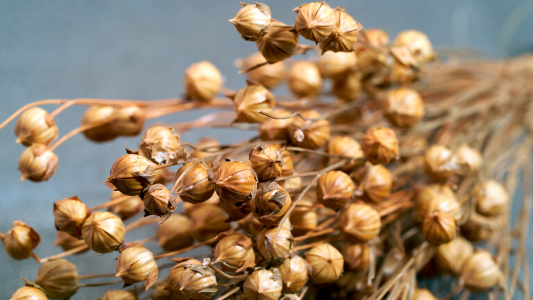 flax seed