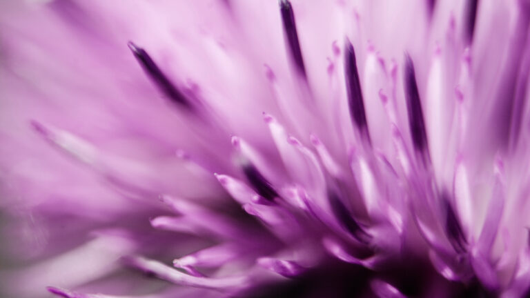 milk thistle