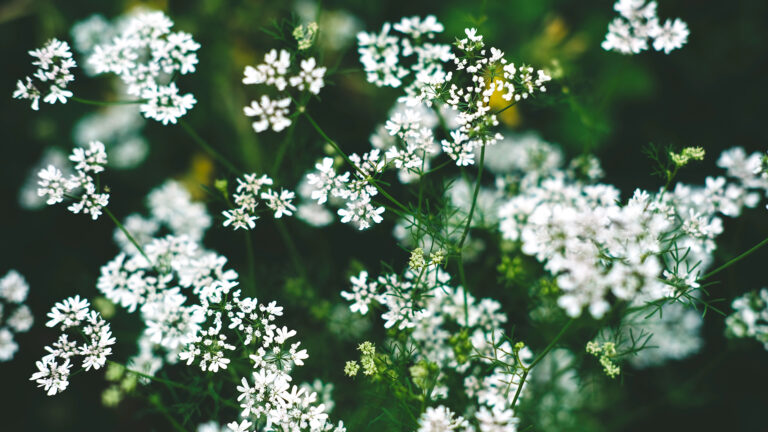 field of cilantro