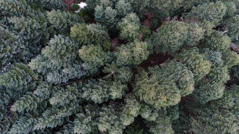 functional-nutrition-matrix_trees
