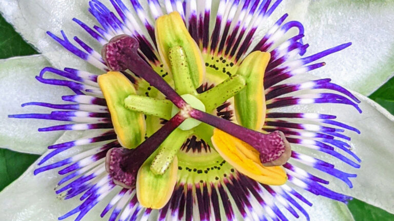 passionflower