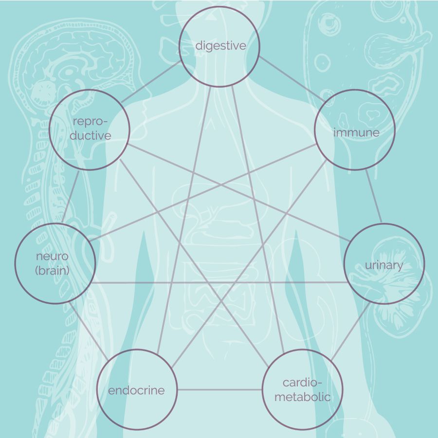 full body systems body map